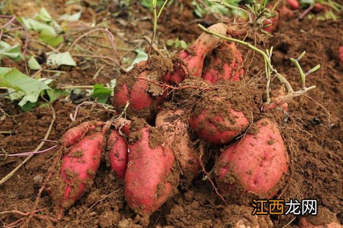 白地瓜什么季节成熟 白地瓜怎么种植方法如下