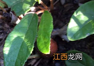 白地瓜什么季节成熟 白地瓜怎么种植方法如下