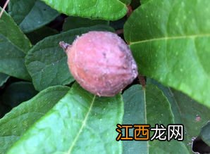 白地瓜什么季节成熟 白地瓜怎么种植方法如下