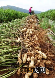 花生水煮后再用盐炒 炸花生什么时候放盐好