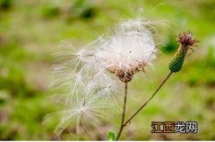 伊威原味有机米粉怎么样