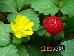 红参的功效与作用 青瓜的功效与作用