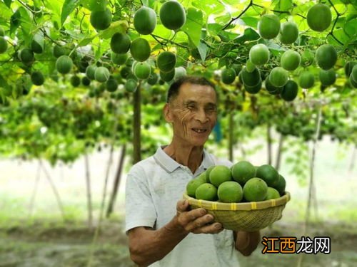 罗汉果的功效与作用的功能与主治 鲜罗汉果的功效与作用