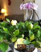 花果茶有什么功效 蜜桃乌龙茶好喝吗