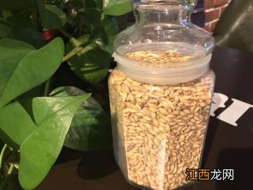 炒麦芽的功效与作用 麦芽的功效与作用