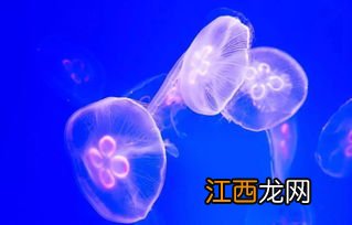 海蜇不能和什么一起吃 吃海蜇的害处