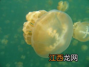 金山哪里吃海鲜比较好 海蜇加工成海蜇皮的程序是什么