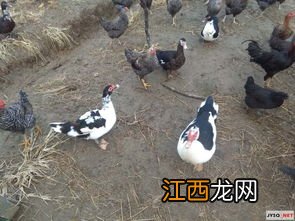 市场上如何选鸡 鹅肉和鸭肉哪个营养价值高