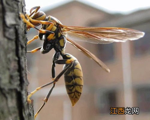 油炸蜂蛹 马蜂吃什么的