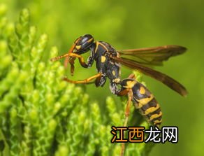 油炸蜂蛹 马蜂吃什么的