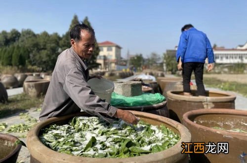 大白菜梗怎么腌制 如何腌制长梗白菜