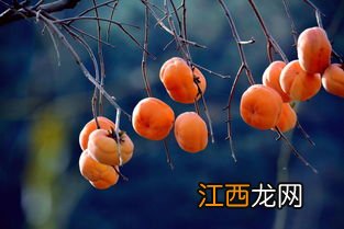 吃柿子食物中毒 柿子和什么相克中毒