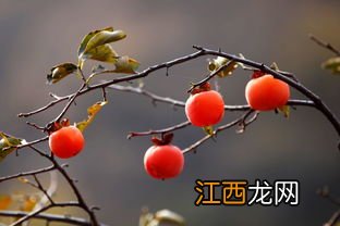 吃柿子食物中毒 柿子和什么相克中毒