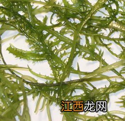 苣荬菜是苦菜吗 云南凤尾菜