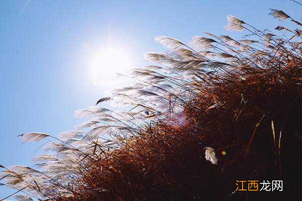 芦苇的图片 芦苇唯美图片，高清芦苇图片欣赏