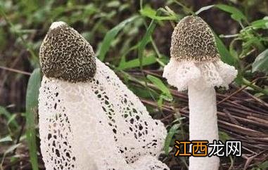 竹荪的功效与作用 竹荪的功效与作用禁忌