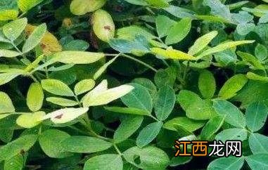 花生秧子泡水喝的功效与作用 花生秧煮水喝有什么功效