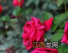 玫瑰花与月季花的区别 玫瑰花与月季花的区别图片