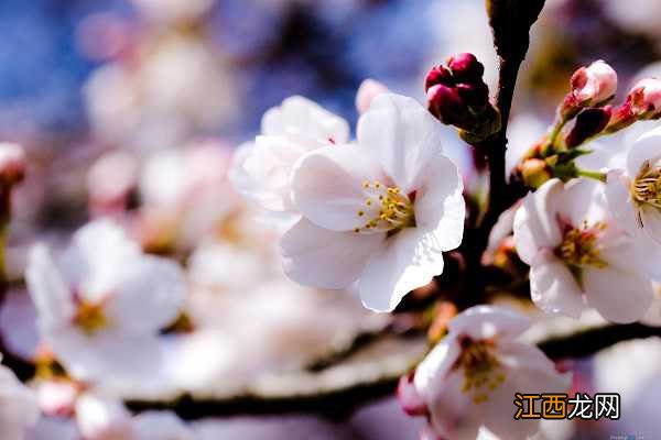 苹果花期能浇水吗，花期要怎么管理 苹果花期能浇水吗,花期要怎么管理土壤