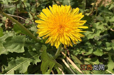 剩的油饼怎么做好吃 跟炒面一样好吃的油饼做法