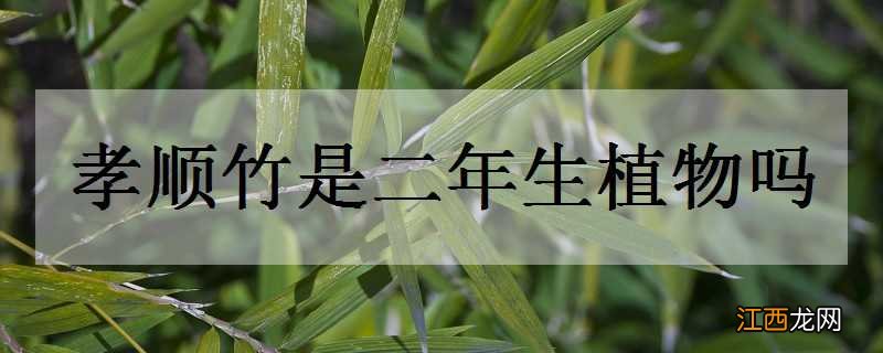 孝顺竹是二年生植物吗 孝顺竹是乔木吗