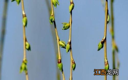 柳芽的功效与作用