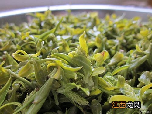 柳芽的功效与作用