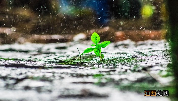 风雨吟的主旨 风雨吟的主旨是什么