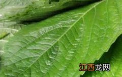 苏子菜怎么做好吃窍门 苏子菜怎么做好吃