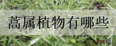 蒿属植物有哪些 蒿属植物有哪些图片