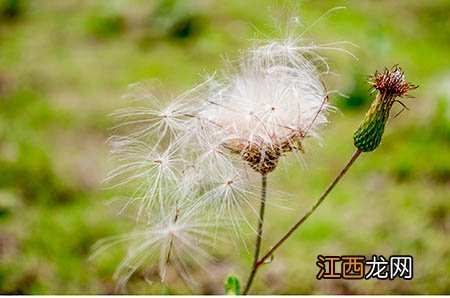 【枸杞汤怎么做】枸杞汤的做法枸杞怎么做汤