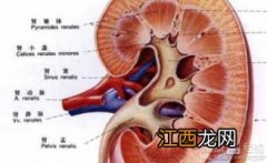 什么补气最好 肾结石手术后吃什么营养品