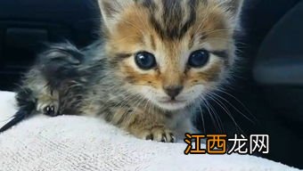 猫的耳朵向后贴是什么意思 猫耳朵的字有哪些