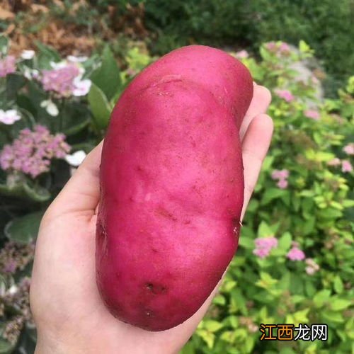 常见辣椒品种及图片 常见辣椒品种及图片