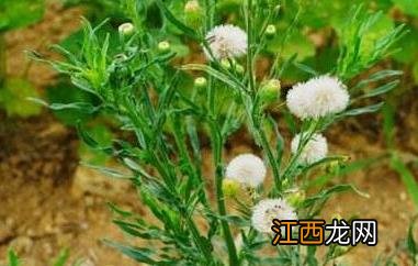 小蓬草怎么吃吗 小蓬草怎么吃