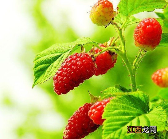 孕妇怎样补充叶酸