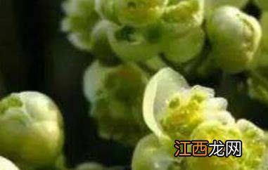 山胡椒花怎样腌制好吃 山胡椒花怎样腌制好吃视频