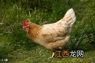 鸡身上不能吃的部位 为什么不能喂狗鸡骨头