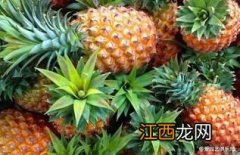 野菠萝有什么功效 菠萝刺口