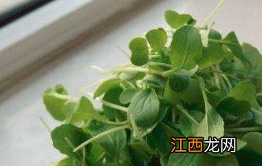 金鸡毛菜怎么吃 金鸡毛菜怎么吃最好