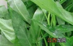 韭菜的功效与作用 蕹菜的功效与作用