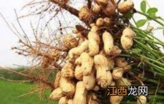 花生根的吃法 花生根怎么吃