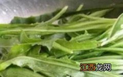 奶浆菜的作用与功效 奶浆菜有什么功效