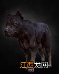 《巫师3：狂猎》全怪物弱点图鉴一览攻略 怪物怎么打 尸婴