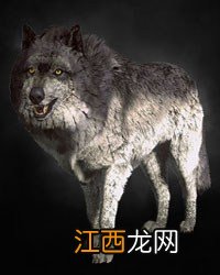 《巫师3：狂猎》全怪物弱点图鉴一览攻略 怪物怎么打 尸婴