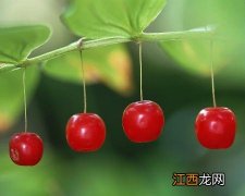 【孕期吃什么水果好】怀孕吃什么水果好