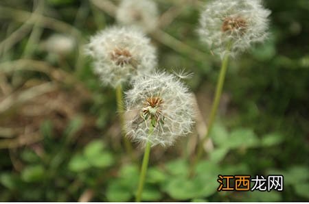 【宝宝鸡蛋卷怎么做好吃】宝宝辅食鸡蛋卷好吃的做法