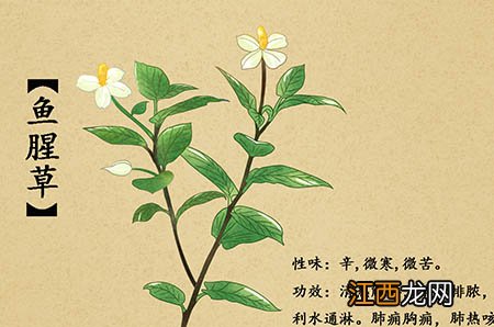 【柿子可以做什么好吃的】柿子的做法大全