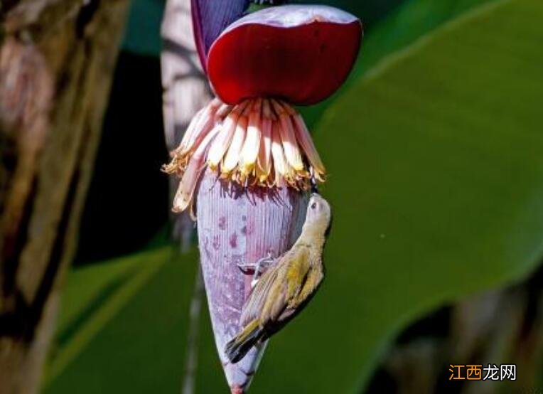 芭蕉花怎么做好吃