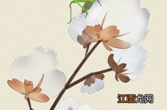 【宝宝辅食蘑菇汤的做法】宝宝蘑菇汤怎么做